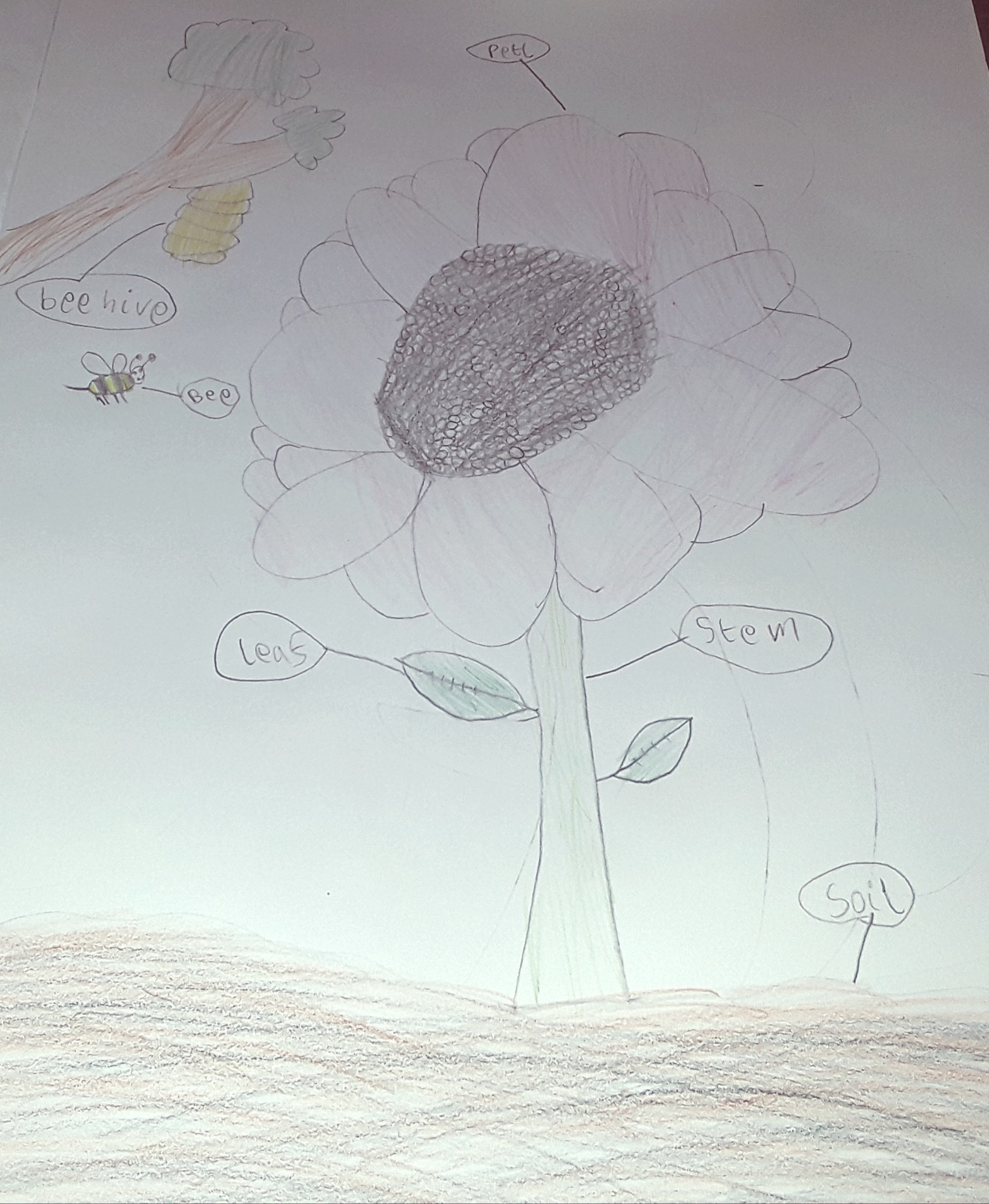 /uploaded_files/media/gallery/1587434831Grant - drawing comp.jpg